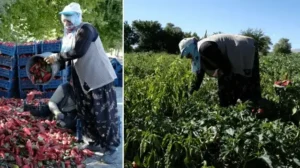 Mezun olur olmaz başladı, hedefine ulaştı: 27 yaşında büyük para kazandı