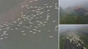 Sisler altındaki Karadeniz yaylalarından dönüş yolculuğu başladı