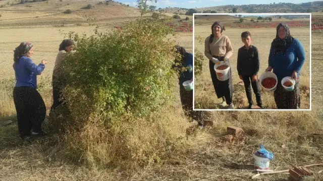 Toplaması zahmetli şifası saymakla bitmiyor