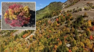 2 bin 400 ile 3 bin metre rakım arasında kalıyor: Sonbahar Karadeniz’de ilk bu köye uğruyor