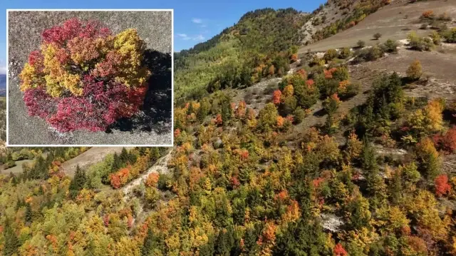 2 bin 400 ile 3 bin metre rakım arasında kalıyor: Sonbahar Karadeniz’de ilk bu köye uğruyor