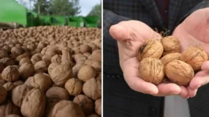 Denizli’de sezonun ilk ceviz hasadı Tavas’ta yapıldı