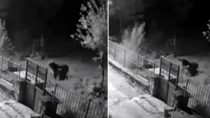 Erzincan’da yerleşim alanlarına inen ayılar vatandaşları tedirgin ediyor