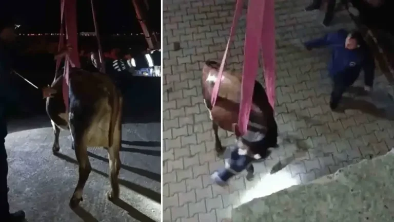 Evin damında mahsur kalan inek vinçle kurtarıldı