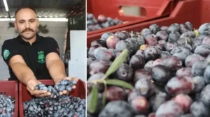 Fethiye’de zeytin hasadı başladı: Hem kaliteli hem de ucuz