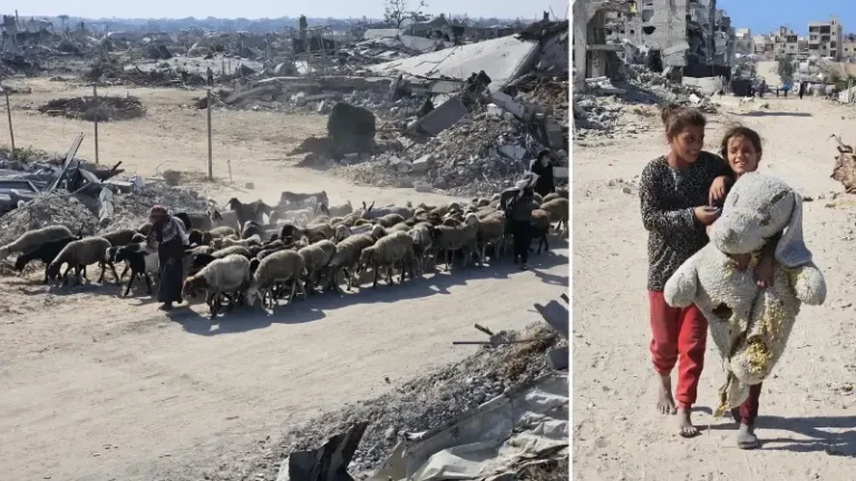 Gazze’nin Han Yunus kentinde günlük yaşam: Filistinli çobanlar yeniden hayvanlarını otlatmaya başladı