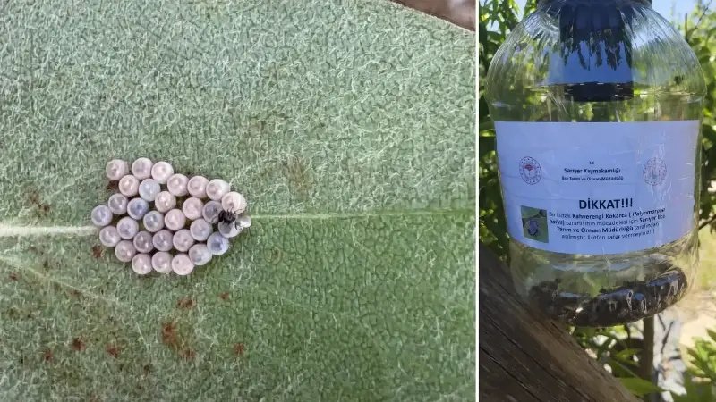 Gürcistan üzerinden Türkiye’ye geldi: İstanbullunun son kabusu oldu hızla yayılıyor