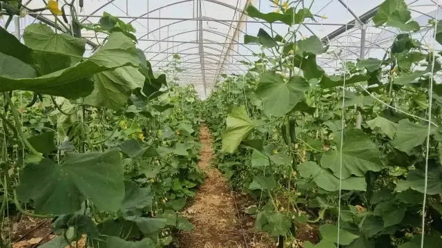 İlçede eksikliği görüp sera kurdu: 20 ailenin ekmek kapısı oldu