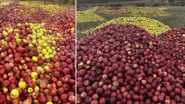 Isparta’da döküntü elmalar meyve suyu olmak için toplanıyor