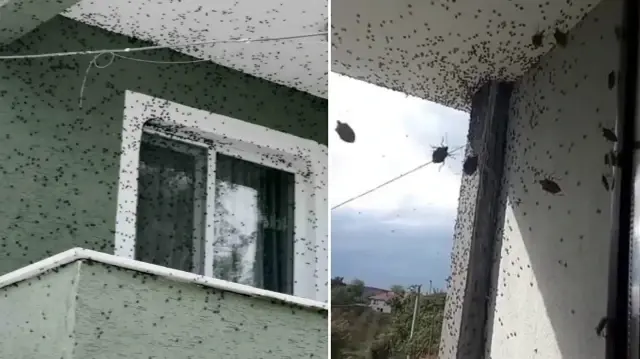 Kabus Türkiye’ye geri döndü: İki bölgeyi istila etti bina adeta renk değişti