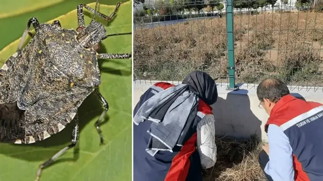 Karadeniz’den sonra Sivas’ta da görüldü: Çiftçilerin kabusu oldu