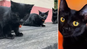 Katalonya’da kara kedi alarmı: Sahiplenmek yasaklandı