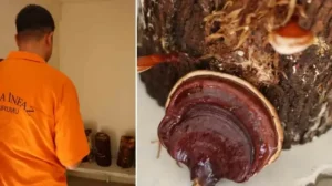 Kilogramı 15 bin TL’ye kadar çıkıyor: ‘Kırmızı Reishi’ mantarı ürettiler