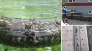 Kokarca alarmı: Vatandaşlar kabusu yaşıyor