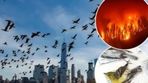 Kuşlar tuhaf davranmaya başladı: ‘Bu insanlığa uyarı’