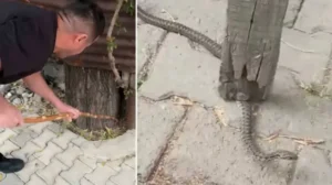 Mahalleli 3 gün nöbet tuttu: Bir ilde yılan paniği! Öldürmedik, yaşama hakkı var