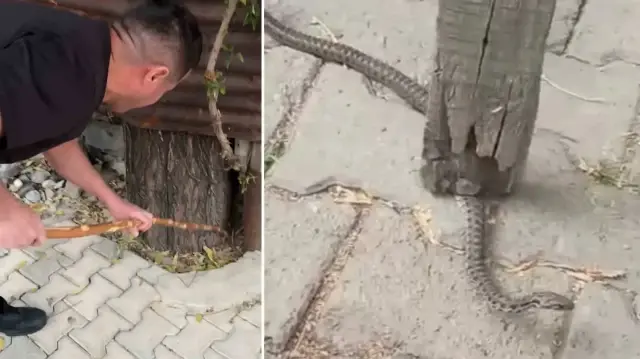 Mahalleli 3 gün nöbet tuttu: Bir ilde yılan paniği! Öldürmedik, yaşama hakkı var