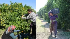 Mevsimin en ucuz meyvesi: Bahçede 8 TL’ye kadar düştü