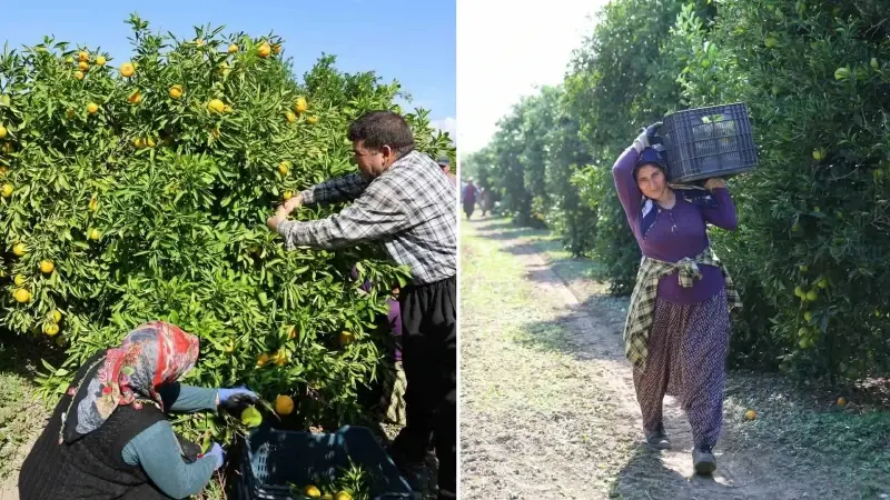 Mevsimin en ucuz meyvesi: Bahçede 8 TL’ye kadar düştü