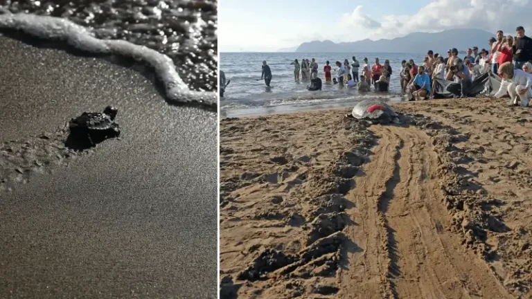 Muğla’da tedavileri tamamlanan deniz kaplumbağaları Cumhuriyet’in 102. yılı kapsamında denizle buluştu