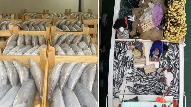 Sinop’ta balıkçılar bir gecede 3 bin 200 palamut avladı