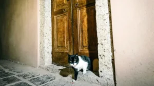 Topkapı Sarayı’ndaki kedi kapısı Şerbet’e emanet