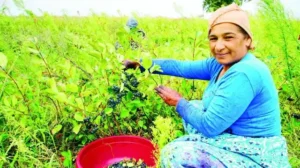 Trakya’da ‘süper meyve’ bereketi