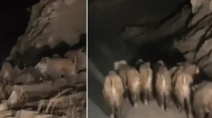 Van’da mahalleye inen domuz sürüsü görüntülendi