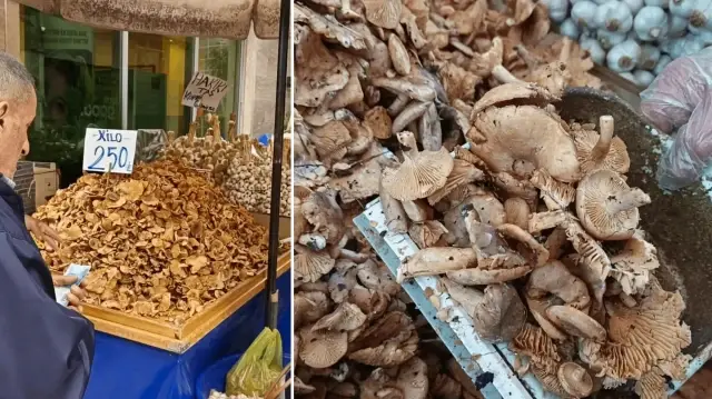 Yağmurla gelen bereket: Fındık tirmiti mantarının faydaları say say bitmiyor