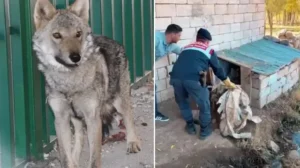 Yer: Van zincire vurulan kurt kurtarıldı