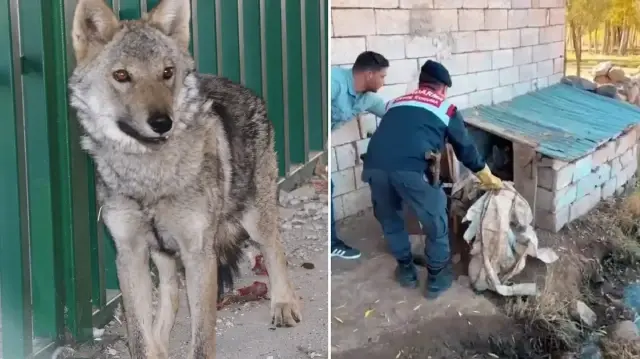Yer: Van zincire vurulan kurt kurtarıldı