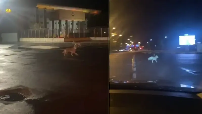 Aç kurtlar şehir merkezine indi