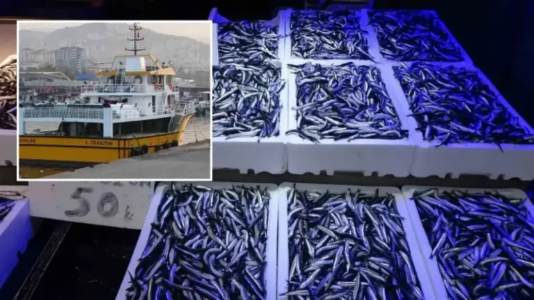 Adeta bu sezon hamsi fışkırıyor: Uzun yıllar sonra ilk kez