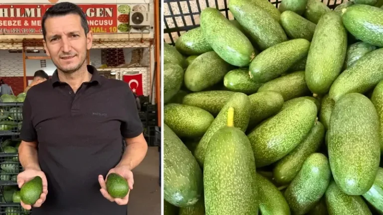 Alanya avokadosunda rekolte beklentisi 150 milyon adet