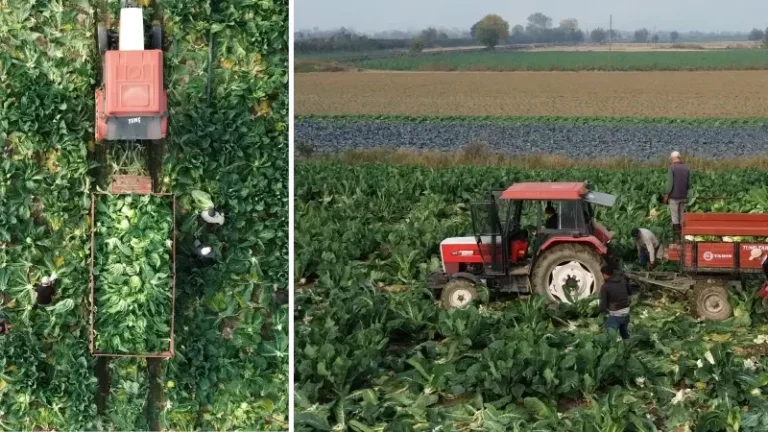 Bafra Ovası’nda karnabahar hasadı başladı
