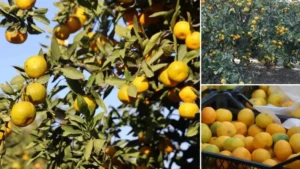 Bahçede 2 markette 30 lira: Fiyatı sert düşünce vatandaşa ücretsiz dağıttılar