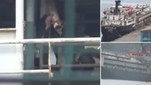Bandırma’da limana yanaşan gemide korkutan manzara: İnekler susuzluktan gemideki borulara saldırıyor