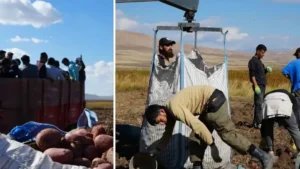 Bayburt’ta patates tarlasında çalışacak insan bulamayan üreticiler çareyi İranlı işçide buldu: 150 kişi çalışıyor