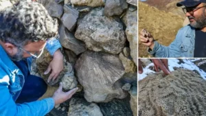 Bingöl’de büyük keşif: 50 milyon yıl öncesine ait olduğu düşünülüyor! Yıllardır sıradan bir taş zannettiler