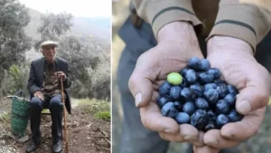 Çin’de ‘Üstün Lezzet Ödülü’ aldı: Asit oranı çok düşük, lezzeti doyumsuz, en kalitelisi üretiliyor