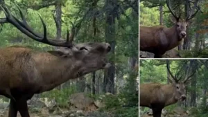 DKMP’den ‘kızılgeyik’ paylaşımı: Unutulmaz bir bakış attı