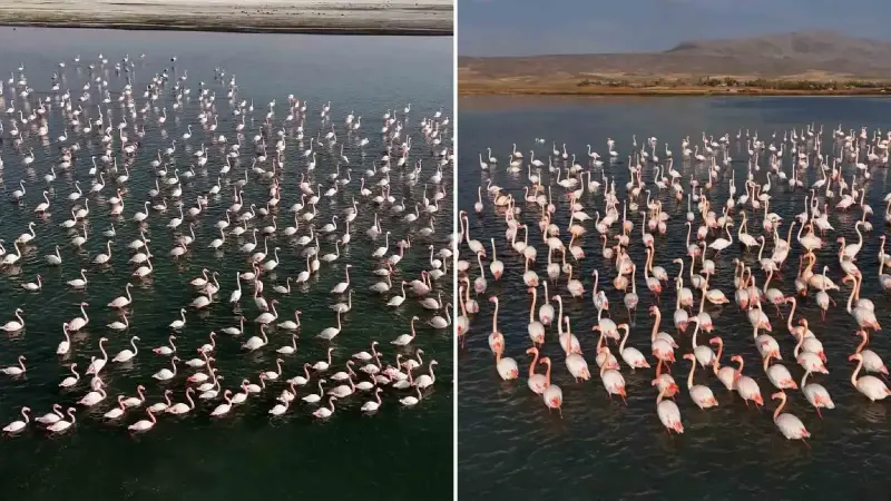 Erçek Gölü’nde pembe masal sürüyor: Flamingolar konaklama süresini uzattı