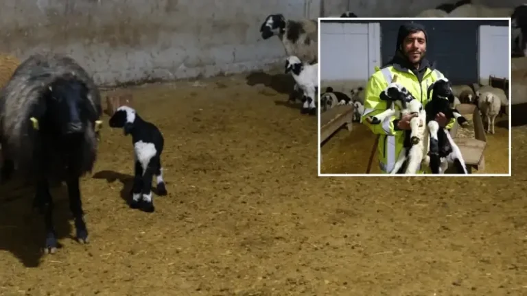 Erzincan’da yılın ilk kuzuları doğdu: Üreticilerin umudu tazelendi