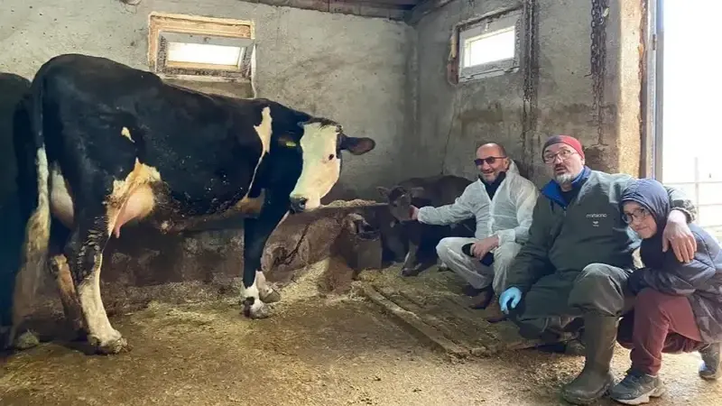 Genetik mühendislikle süt alerjisi taşımayan buzağılar dünyaya geldi