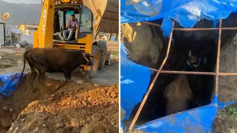Hatay’da çukura düşen büyükbaş hayvanı itfaiye kurtardı