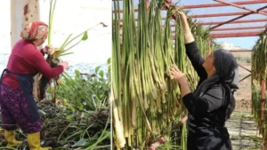 Hatay’da Gölbaşı Gölü’ndeki su sümbülleri ekonomiye kazandırılıyor
