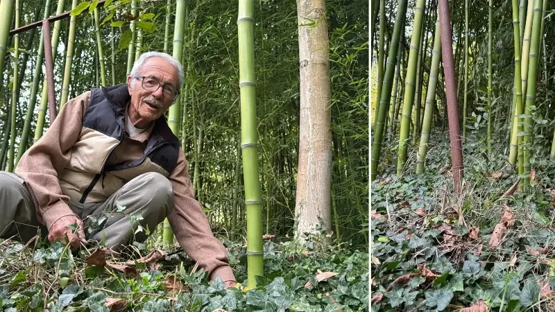 Hobi olarak başladı 500 bin TL kazandı: Memleketinde bambu yetiştiriyor