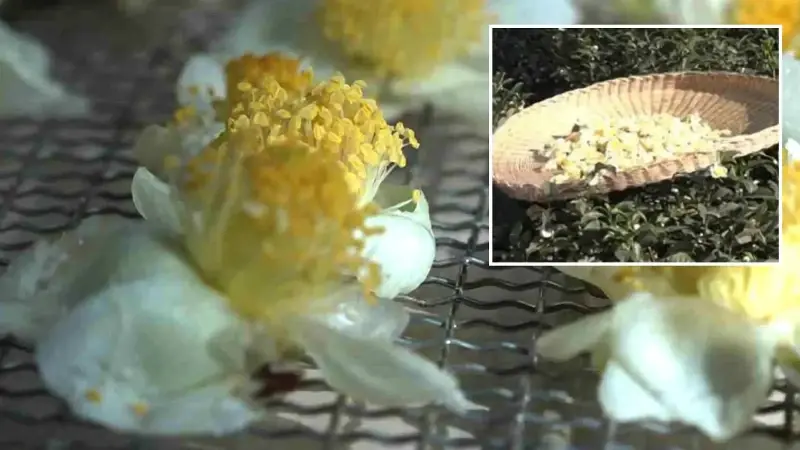 Karadeniz’in yeni altını: Rize, Trabzon, Artvin’de trend oldu! Kilosu 6 bin TL’den satılıyor