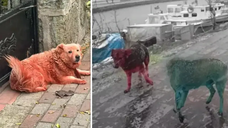 Kocaeli’de her gören tekrar bakıyor: Birçok sokak köpeği rengarenk boyalı halde dolaşıyor