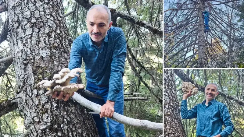 Konya’da tehlikeli ‘hazine’ avı: Mantar için sarp kayalıklara tırmanıyorlar